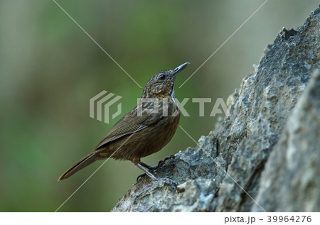 Limestone wren-babbler, Rufous Limestone-babbler Limestone wren-babbler, Rufous Limestone-babbler 39964276