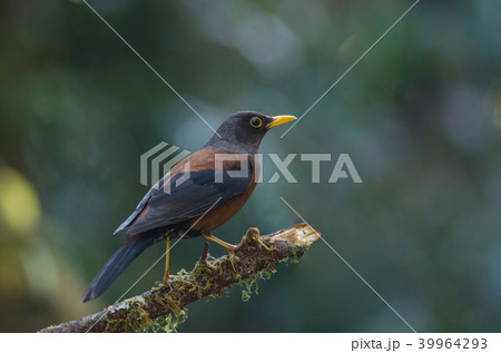 Chestnut thrush (Turdus rubrocanus) bird 39964293
