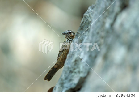 Limestone wren-babbler, Rufous Limestone-babbler 39964304