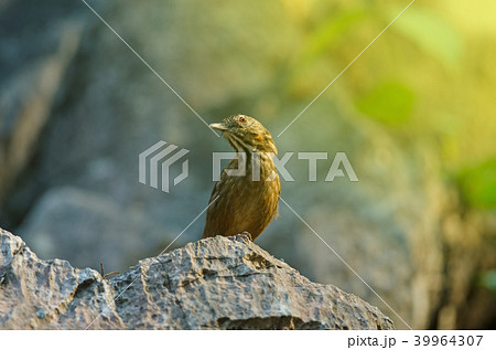 Limestone wren-babbler, Rufous Limestone-babbler 39964307
