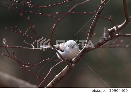 シマエナガちゃん シマエナガちゃん 39964400