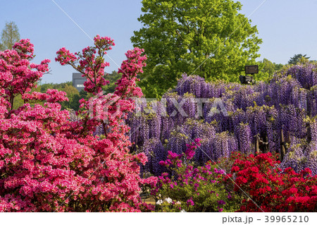 春の花々 春の花々 39965210