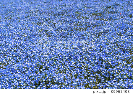 ネモフィラの花畑 39965408
