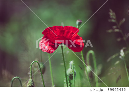 Red spring poppy 39965456