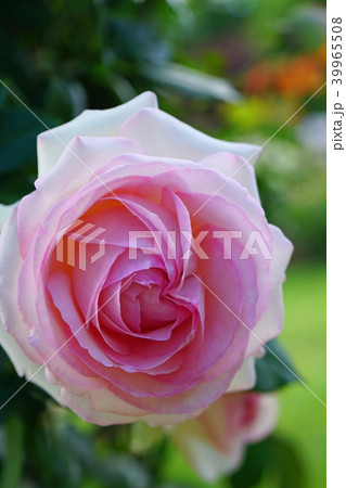 繊細なローズピンクが美しいバラ 39965508