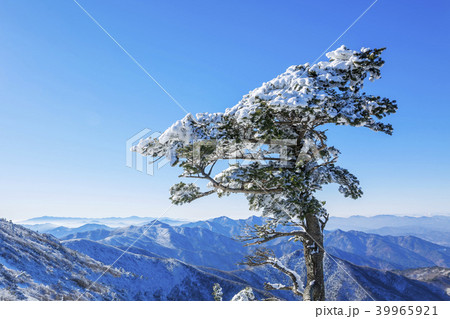 国立公園 雪景色 雪花 39965921