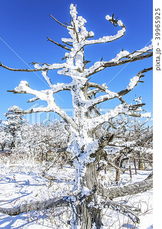 雪景色 徳裕山 ソルチョンボン 39965925