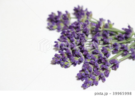 イングリッシュラベンダー イングリッシュラベンダー 39965998