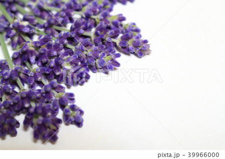 イングリッシュラベンダー イングリッシュラベンダー 39966000