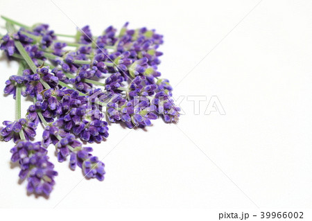 イングリッシュラベンダー 39966002