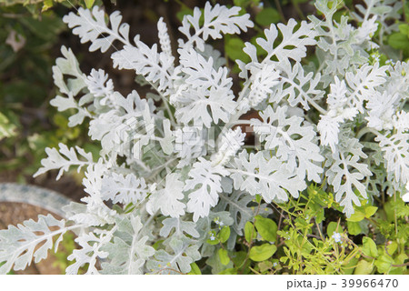 シロタエギク 39966470