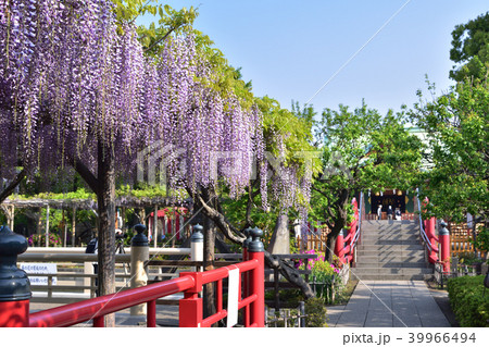 亀戸天神社の藤 亀戸天神社の藤 39966494