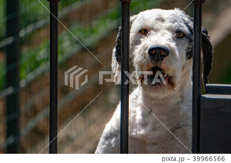 caged dog portrait barking at you 39966566