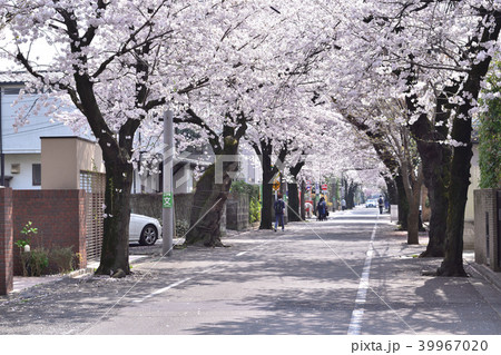 せたがや百景・成城の桜並木 39967020
