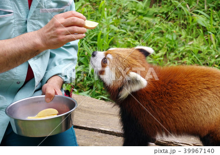 レッサーパンダ レッサーパンダ 39967140
