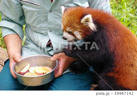 レッサーパンダへの餌やり レッサーパンダへの餌やり 39967142