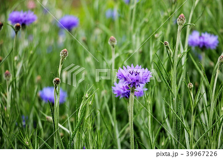 ヤグルマソウ ヤグルマソウ 39967226