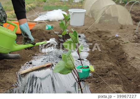 ナス苗を植える ナス苗を植える 39967227
