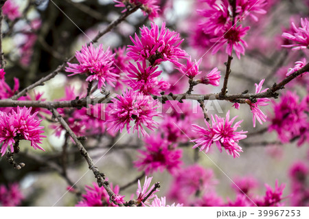 愛知県 名古屋市 東谷山フルーツパーク 菊桃 愛知県 名古屋市 東谷山フルーツパーク 菊桃 39967253