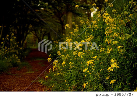 菜の花と山道 菜の花と山道 39967707