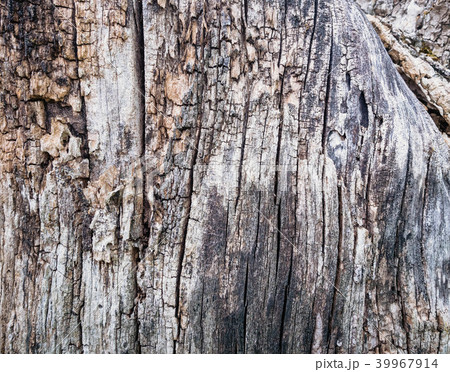 Close Up Old Wood Texture. Cracked dead old tree trunk background. 39967914