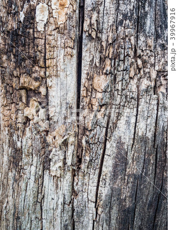 Close Up Old Wood Texture. Cracked dead old tree background vertical image. 39967916