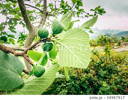 Uoung fruit of fig tree, springtime outdoor nature background Uoung fruit of fig tree, springtime outdoor nature background 39967917
