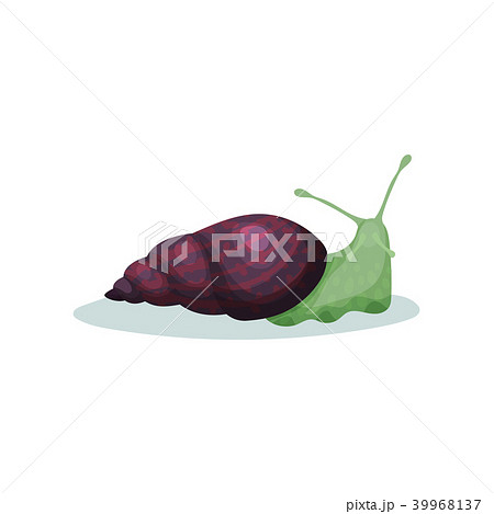 Snail gastropod mollusk with purple shell vector Illustration on a white background Snail gastropod mollusk with purple shell vector Illustration on a white background 39968137