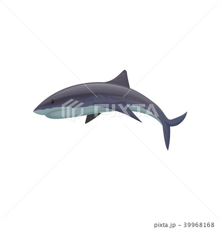 Shark marine mammal creature vector Illustration on a white background 39968168