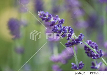 イングリッシュラベンダー イングリッシュラベンダー 39968385
