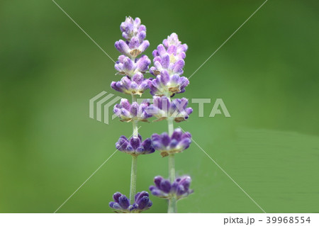 イングリッシュラベンダー 39968554