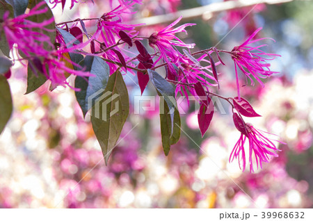 ベニバナトキワマンサク 39968632