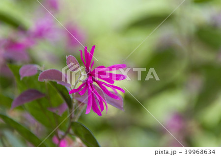 ベニバナトキワマンサク 39968634