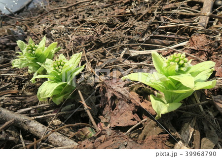 ふきのとう 39968790