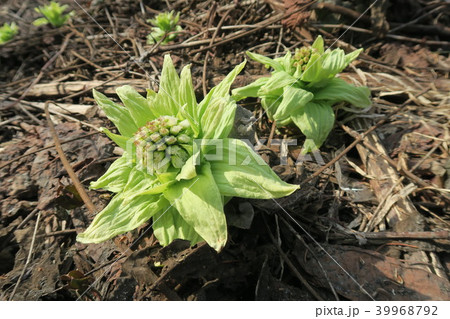 ふきのとう ふきのとう 39968792