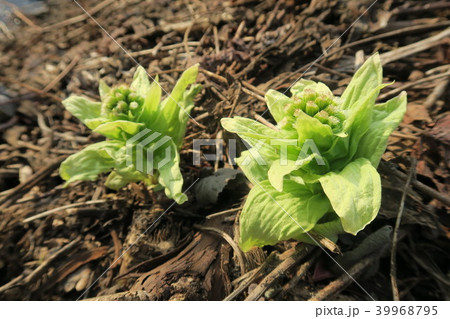 ふきのとう 39968795
