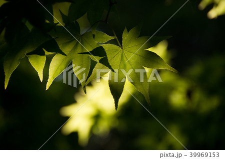 新緑のモミジの葉 39969153