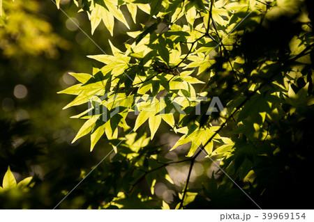 新緑のモミジの葉 39969154