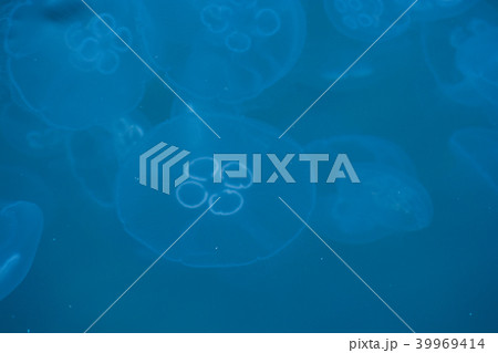 ミズクラゲ 39969414