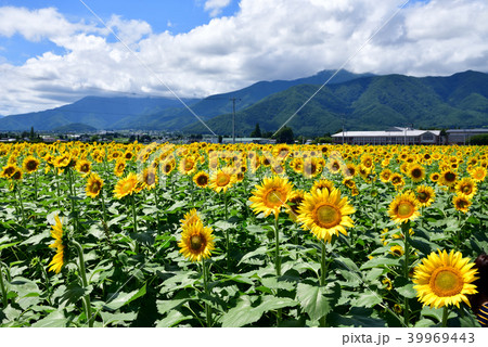 北アルプス常念岳を背景にする道の駅「ほりがねの里」のひまわり畑 39969443