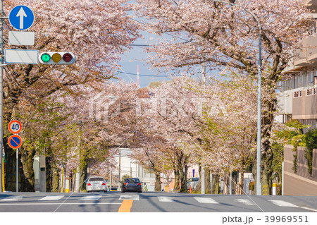 道路沿いに咲く満開の桜 39969551
