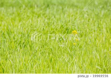 新緑と菜の花 39969556