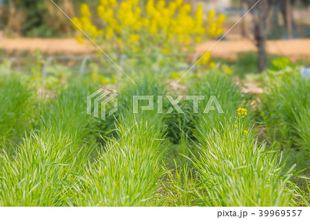 新緑と菜の花 39969557
