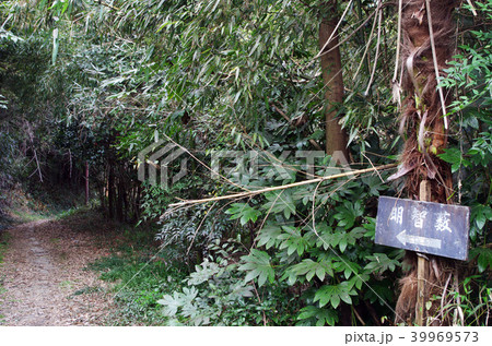 明智薮（京都市伏見区） 39969573