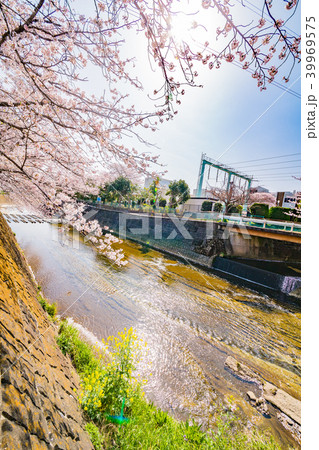 川沿いに咲く満開の桜 川沿いに咲く満開の桜 39969575