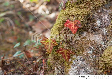 closeup of red ivy leaves on rock in the forest 39969763