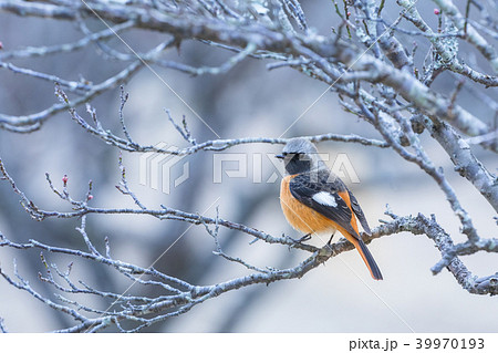 ジョウビタキ（オス） 39970193