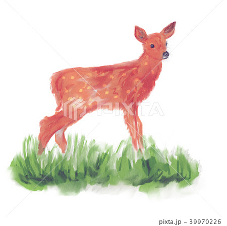 White-tailed deer fawn watercolor White-tailed deer fawn watercolor 39970226