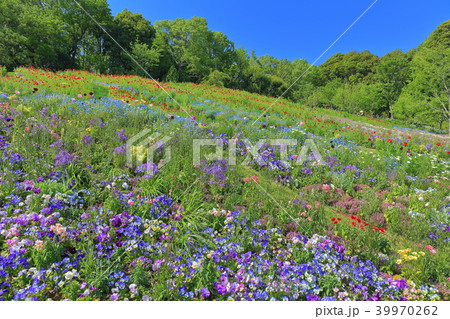 横浜の里山ガーデンフェスタ 横浜の里山ガーデンフェスタ 39970262