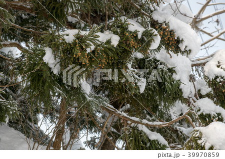雪とスギ花粉・銀山温泉（山形県） 39970859